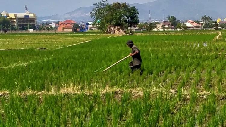 DPRD Jabar Minta Petani Awasi Penyaluran Pupuk Bersubsidi, Jangan Dijual di Atas HET