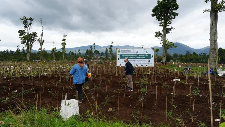 Pemprov Jabar Revitalisasi 22 Hektare Kebun Teh di Ciater dan Pangalengan