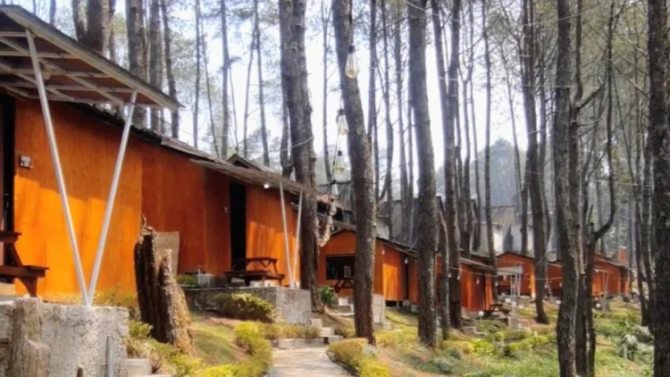 Great Panorama Lodge & Camp, Hidden Gem di Tengah Hutan Pinus Bandung Barat