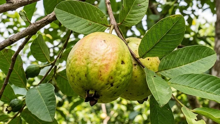 Ini 8 Manfaat Jambu Biji dan Daunnya untuk Kesehatan Menurut Hasil Penelitian