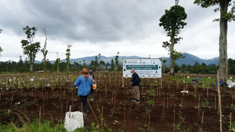 Kebun Teh Kembali Menghijau