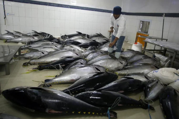 Tarif Nol Persen ke Jepang Berlaku, KKP Perkuat Sektor Hulu Perikanan Tuna-Cakalang