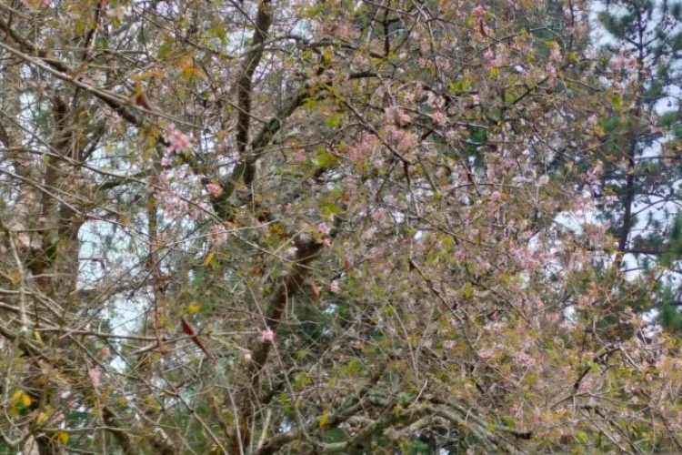 Bunga Sakura Kebun Raya Cibodas Kembali Mekar, Pengunjung Tak Perlu ke Luar Negeri