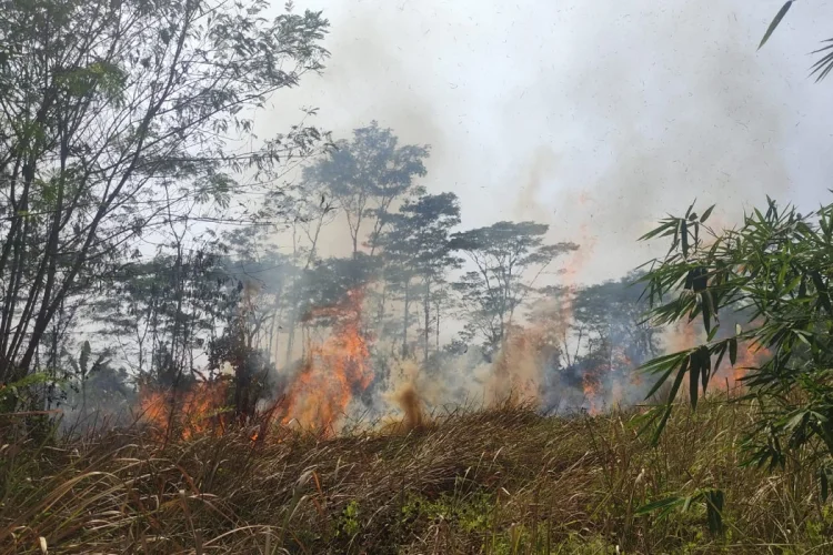 Puntung Rokok Diduga Picu Kebakaran Alang-alang 1 Hektare di Sukaresik Tasikmalaya
