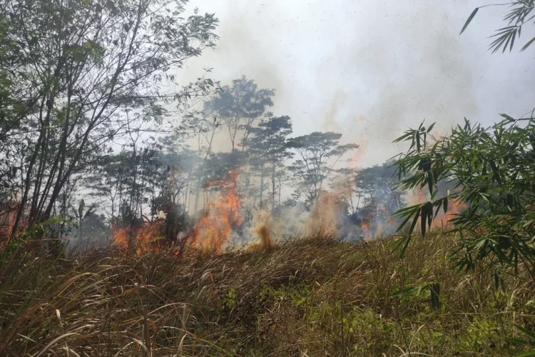 Kebakaran Alang-alang 1 Hektare Dipicu Puntung Rokok