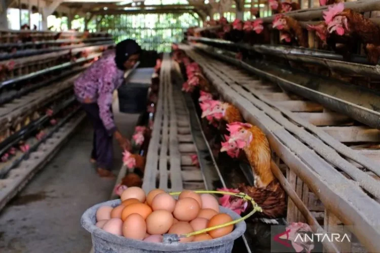 Lindungi Peternak Rakyat, Kementan Minta SPPG Wajib Serap Telur Rp26.500 per Kg