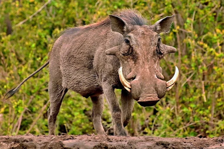 Babi Hutan Mengamuk di Bandung Barat, Dua Warga Luka Parah
