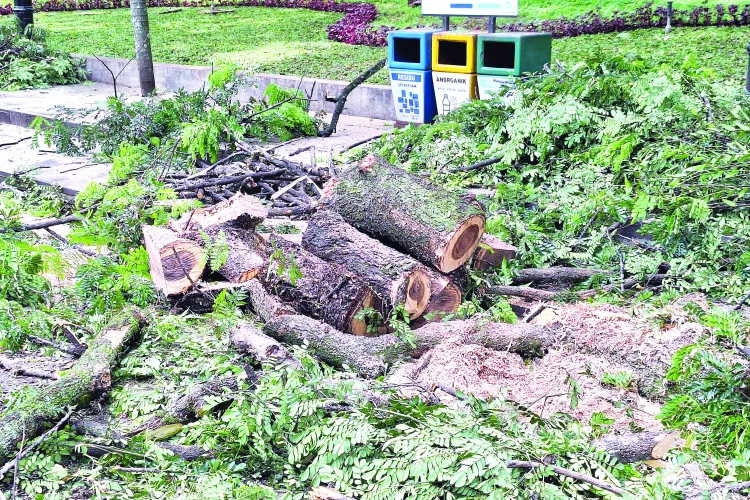 Denda Rp10 Juta Per Batang: Pohon Ditebang Sanksi Datang