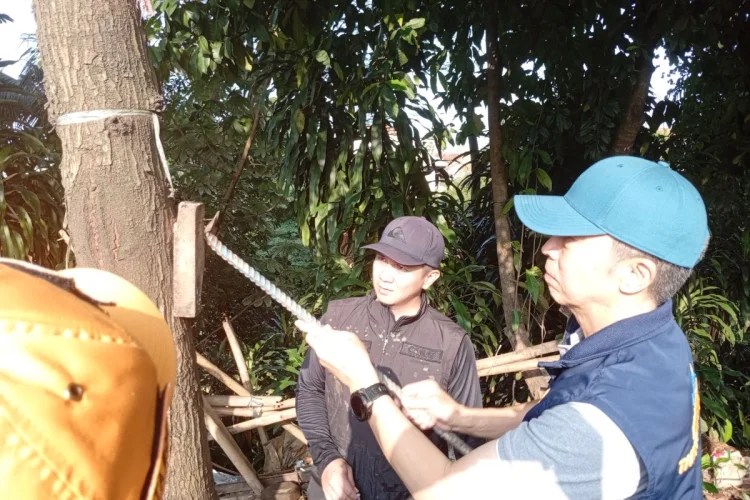 Cegah Pohon Tumbang, Wali Kota Bogor Instruksikan Pembersihan Paku di Pohon