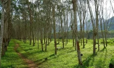 Pemprov Jabar Hidupkan Kembali Kebun Karet Jalupang, Ribuan Bibit Tumbuh Optimal