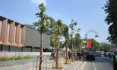 10 Pohon Mahoni Ditanam sebagai Pengganti Pohon yang Ditebang di Jalan Riau