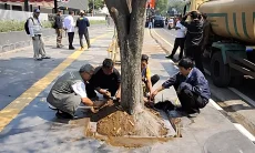 Pohon Kota Bandung Dipotong di Luar Jam Kerja, Warga Diminta Lapor