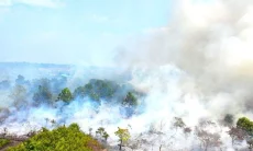 WALHI Desak Pemerintah Tindak Tegas Korporasi Pembakar Lahan