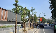 Denda Penebangan Pohon Jalan Riau Masuk Kas Daerah