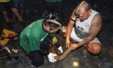 Tenggiling Terjebak Kayu Terbakar Saat Karhutla, CAN Borneo Lakukan Penyelamatan