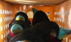 Penyelundupan 101 Burung ke Sri Lanka Digagalkan di Bandara Soekarno-Hatta
