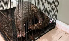 Seekor Trenggiling Berhasil Diselamatkan Warga dan Damkar Bogor