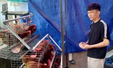 Dari Halaman Belakang Rumah, 24 Ayam Petelur Jadi Tambahan Penghasilan Keluarga