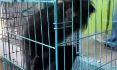 Warga Tasikmalaya Serahkan Lutung Jawa yang Sempat Ditangkap ke Damkar