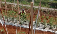 Menyiram Pagi, Menjaga Harapan Panen