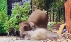 Gajah Tersungkur dan Timpa Pawang Saat Pertunjukan di Lembang Park & Zoo