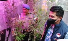 Inilah Pengakuan Oknum PPPK Kementerian PU yang Tanam Puluhan Pohon Ganja di Cinunuk