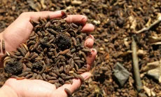 IPB Kembangkan Bisnis Maggot Model Plasma-Inti, Ubah Sampah Jadi Produk Bernilai