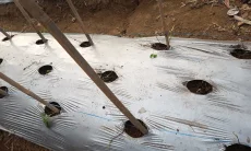 Ketika Serbuan Monyet Mengancurkan Harapan Petani