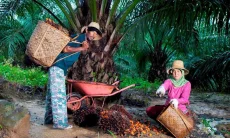 Mimpi Petani Sawit Mandiri