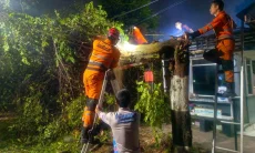 Pohon di Kota Bogor Bertumbangan, Timpa Rumah hingga Hambat Aliran Sungai 