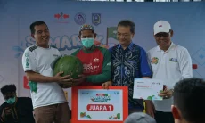 Panen Raya Semangka AMARA F1 Dongkrak Potensi Hortikultura Nagara