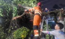 Angin Kencang Pohon Tumbang