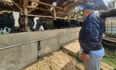Kemarau Panjang Keringkan Sumber Pakan Ternak KBB, Hijauan Turun hingga 50 Persen