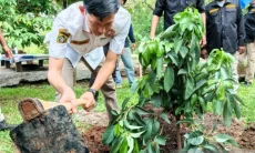 Karang Taruna Kembangkan Alpukat Garuda Yaksa di 40 Kecamatan Kabupaten Bogor