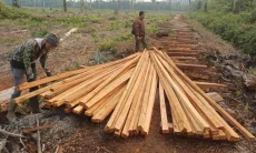Kemenhut Tahan Dua Tersangka Pembalakan Liar di Habitat Harimau Sumatera Jambi