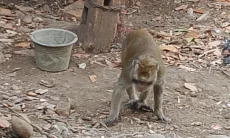 Monyet Peliharaan Mengamuk di Karawang, Pemilik dan Warga Diserang