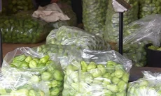 Petani Milenial Sumedang Kembangkan Labu Siam, Permintaan Capai 10 Ton per Hari