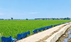 Kekeringan Karawang Meluas, Petani Terpaksa Pompa Air hingga Malam