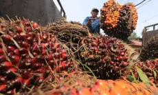Bahan Baku BBN Bertumpu Sawit: Ironi Ambisi Energi