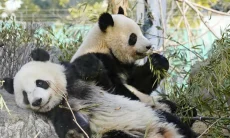 Delapan Bulan di China, Panda Kembar Asal Jepang Akhirnya Tampil di Depan Publik