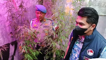 Oknum PPPK Kementerian Pekerjaan Umum Tanam Puluhan Pohon Ganja di Rumah Cinunuk