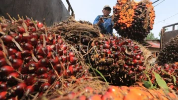 Bahan Baku BBN Bertumpu Sawit: Ironi Ambisi Energi