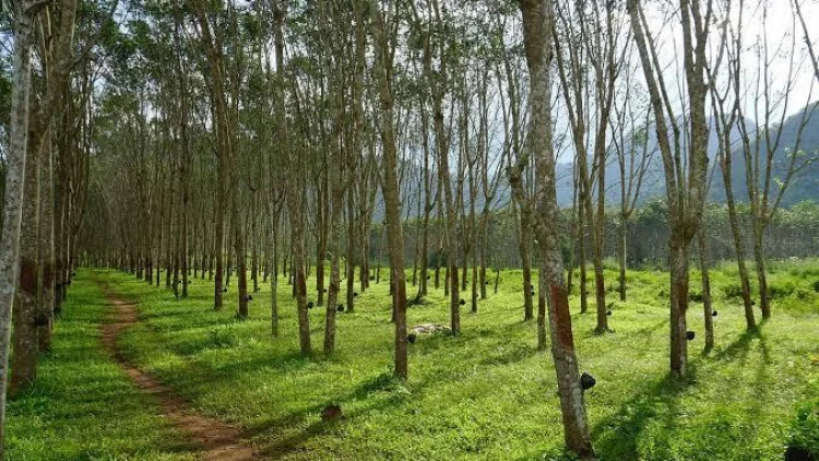 Pemprov Jabar Hidupkan Kembali Kebun Karet Jalupang, Ribuan Bibit Tumbuh Optimal