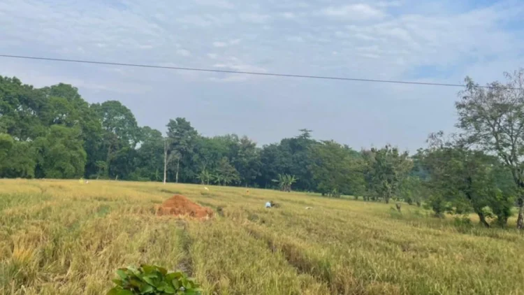 Ratapan Petani di Balik Menguningnya Padi