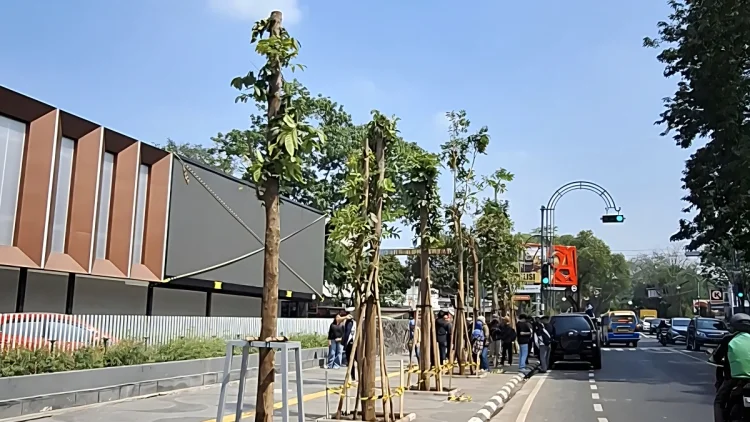 10 Pohon Mahoni Ditanam sebagai Pengganti Pohon yang Ditebang di Jalan Riau