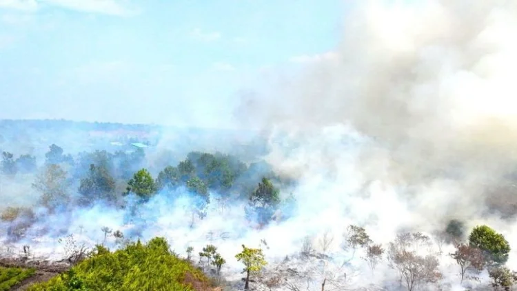 WALHI Desak Pemerintah Tindak Tegas Korporasi Pembakar Lahan