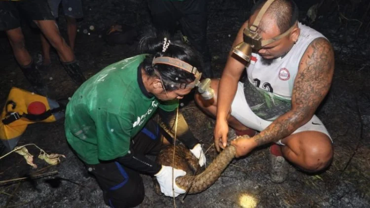 Tenggiling Terjebak Kayu Terbakar Saat Karhutla, CAN Borneo Lakukan Penyelamatan