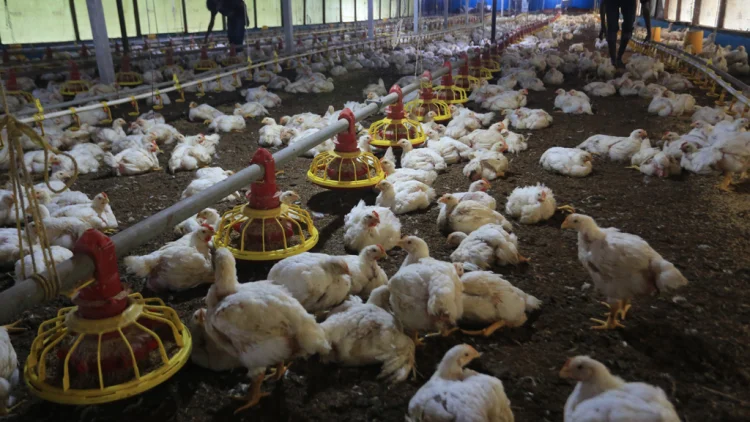 Agar Peternak Ayam Berdiri Tegak di Kandang Sendiri