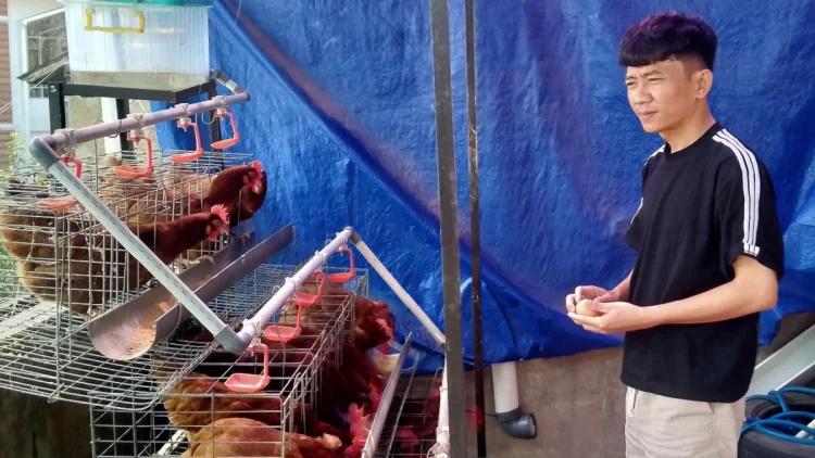 Dari Halaman Belakang Rumah, 24 Ayam Petelur Jadi Tambahan Penghasilan Keluarga