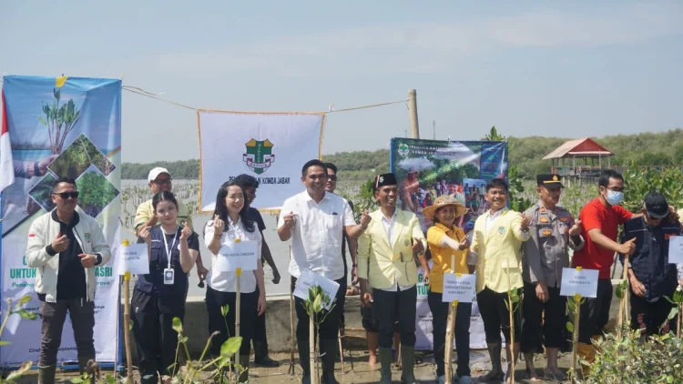 500 Mangrove Ditanam di Pesisir Cirebon, Pemuda Dorong Gerakan Jabar Asri